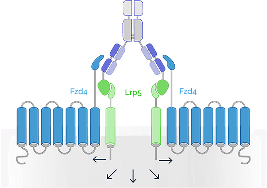 Surrozen Wnt signal activating proteins-illustration