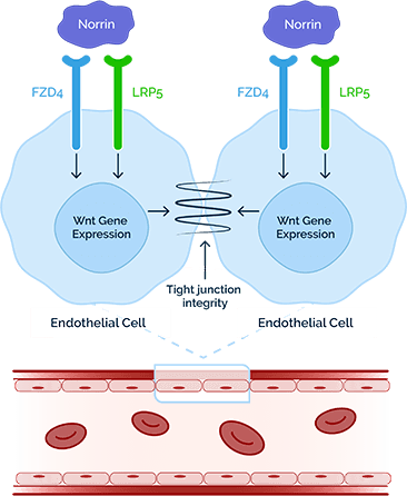 Wnt Signaling illustration